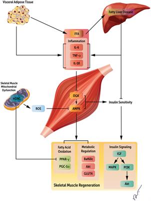 Systemic Regulators of Skeletal Muscle Regeneration in Obesity